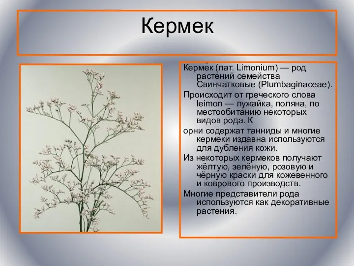 Кермек Керме́к (лат. Limonium) — род растений семейства Свинчатковые (Plumbaginaceae).