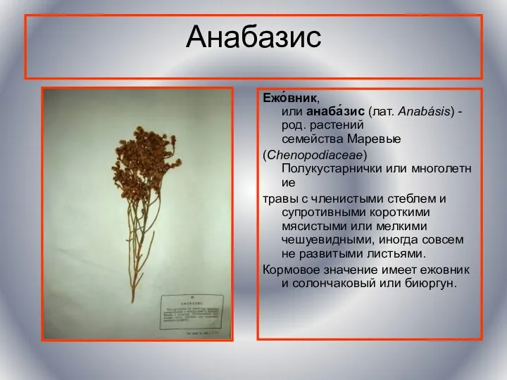 Анабазис Ежо́вник, или анаба́зис (лат. Anabásis) -род. растений семейства Маревые