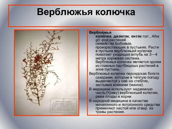 Верблюжья колючка Верблю́жья колю́чка, джантак, янтак лат.. Alhagi) -род растений