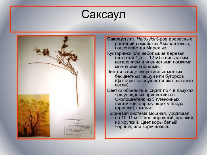 Саксаул Саксау́л лат. Halóxylon)-род древесных растений семейства Амарантовые, подсемейства Маревые.