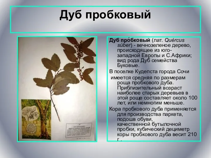 Дуб пробковый Дуб про́бковый (лат. Quércus súber) - вечнозеленое дерево,