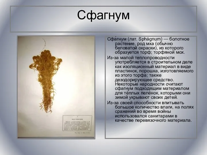 Сфагнум Сфа́гнум (лат. Sphágnum) — болотное растение, род мха (обычно