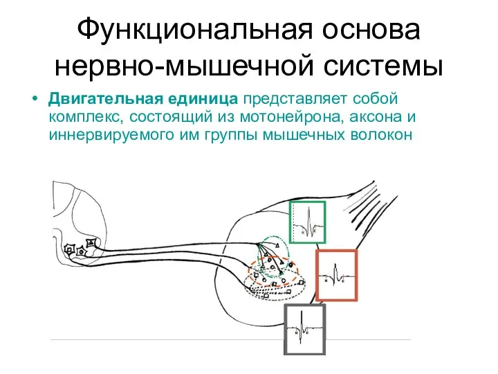 Функциональная основа нервно-мышечной системы Двигательная единица представляет собой комплекс, состоящий