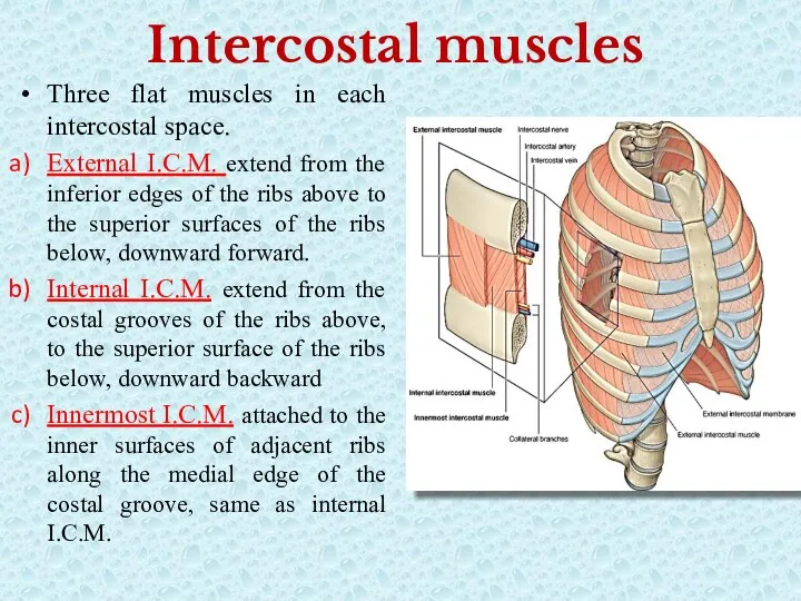 Intercostal muscles Three flat muscles in each intercostal space. External