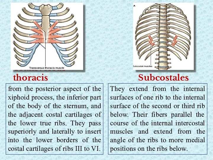 Transversus thoracis from the posterior aspect of the xiphoid process,