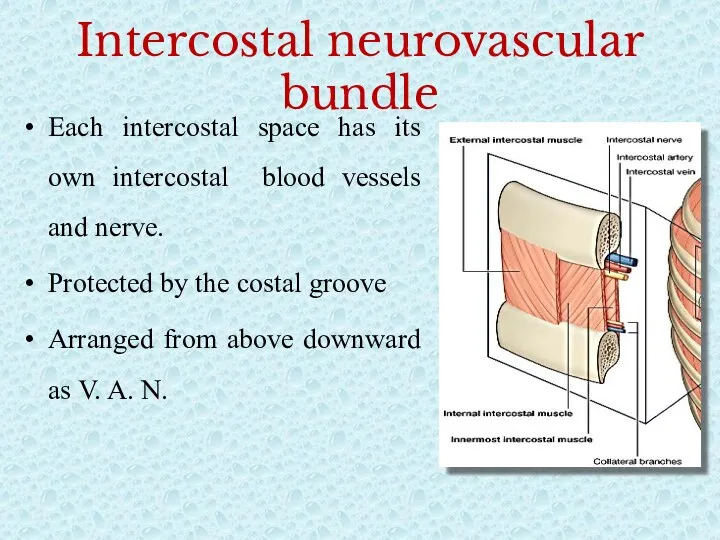Intercostal neurovascular bundle Each intercostal space has its own intercostal