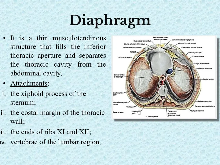 Diaphragm It is a thin musculotendinous structure that fills the