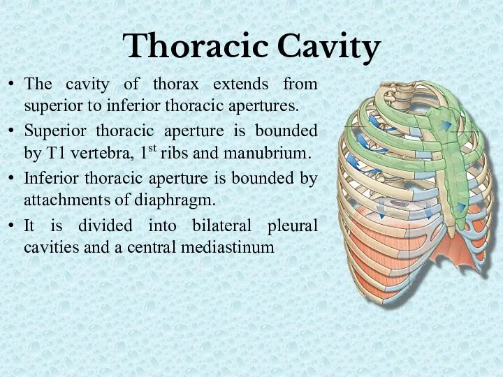 Thoracic Cavity The cavity of thorax extends from superior to