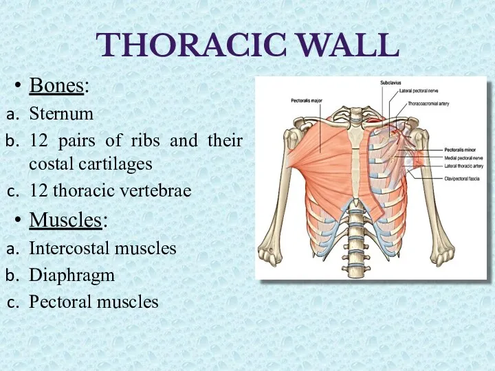 THORACIC WALL Bones: Sternum 12 pairs of ribs and their