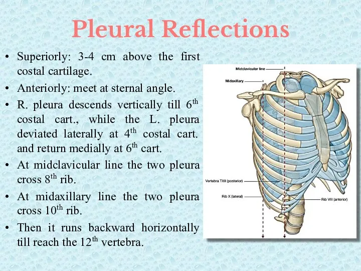 Pleural Reflections Superiorly: 3-4 cm above the first costal cartilage.