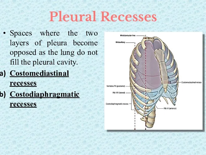 Pleural Recesses Spaces where the two layers of pleura become