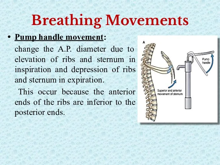 Breathing Movements Pump handle movement: change the A.P. diameter due