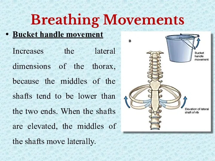 Breathing Movements Bucket handle movement Increases the lateral dimensions of