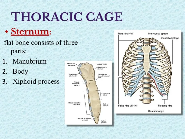 THORACIC CAGE Sternum: flat bone consists of three parts: Manubrium Body Xiphoid process