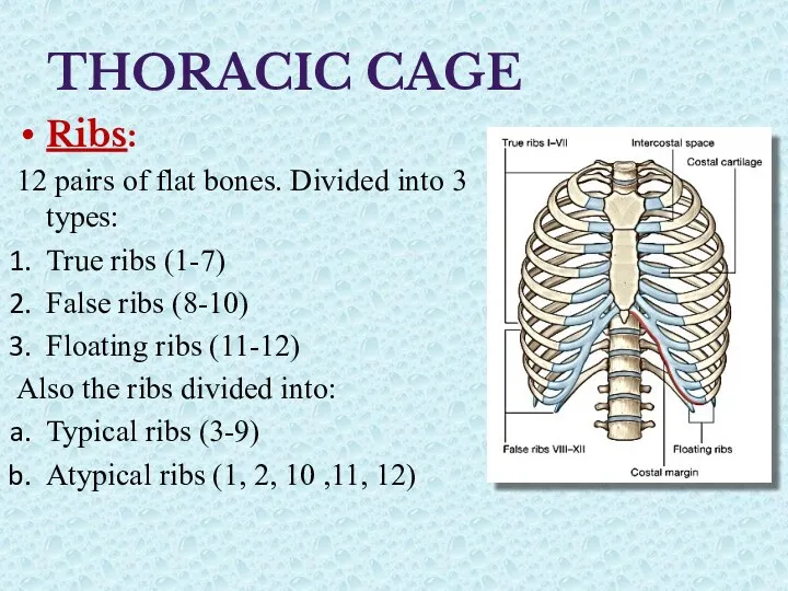 THORACIC CAGE Ribs: 12 pairs of flat bones. Divided into