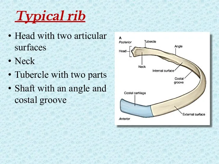 Typical rib Head with two articular surfaces Neck Tubercle with