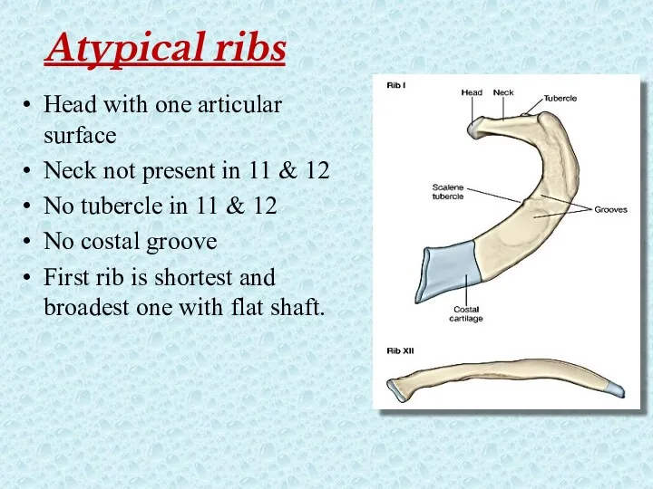 Atypical ribs Head with one articular surface Neck not present