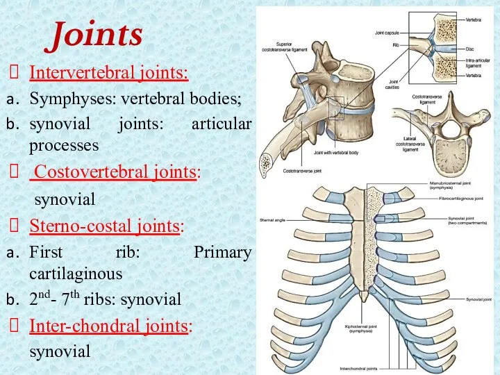 Joints Intervertebral joints: Symphyses: vertebral bodies; synovial joints: articular processes