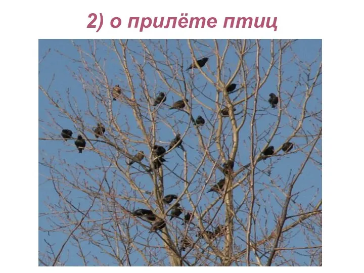 2) о прилёте птиц