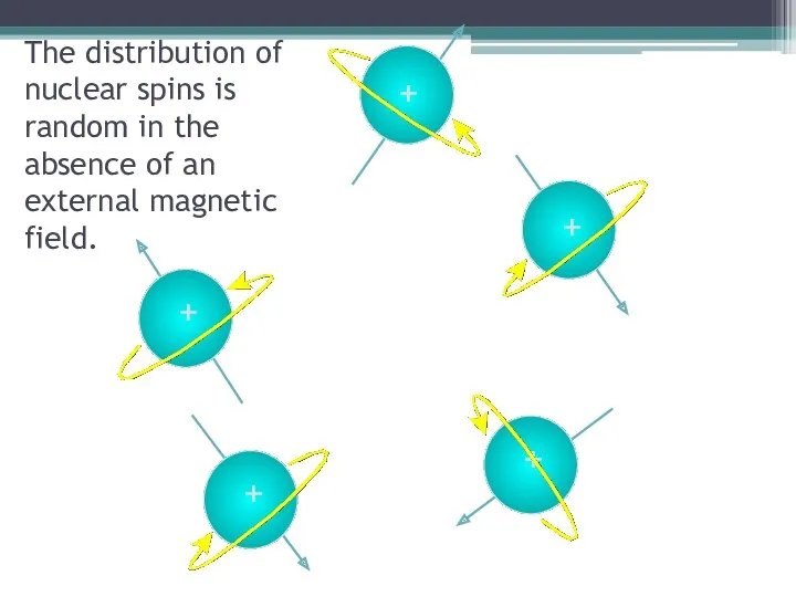 + The distribution of nuclear spins is random in the absence of an external magnetic field.