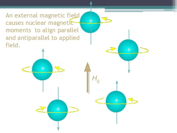 + An external magnetic field causes nuclear magnetic moments to