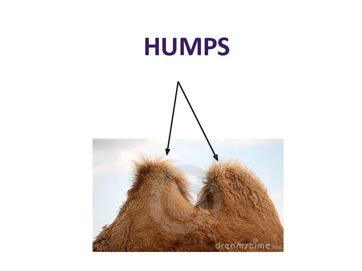 HUMPS