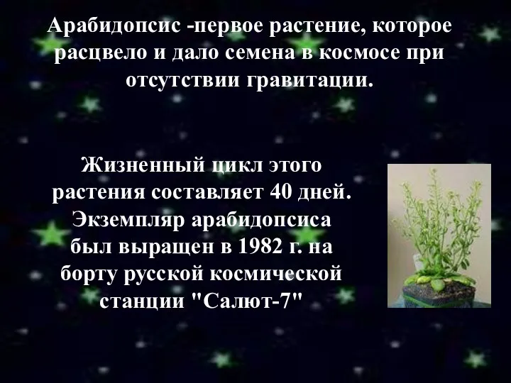 Арабидопсис -первое растение, которое расцвело и дало семена в космосе