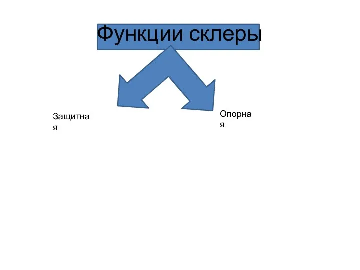 Функции склеры Защитная Опорная