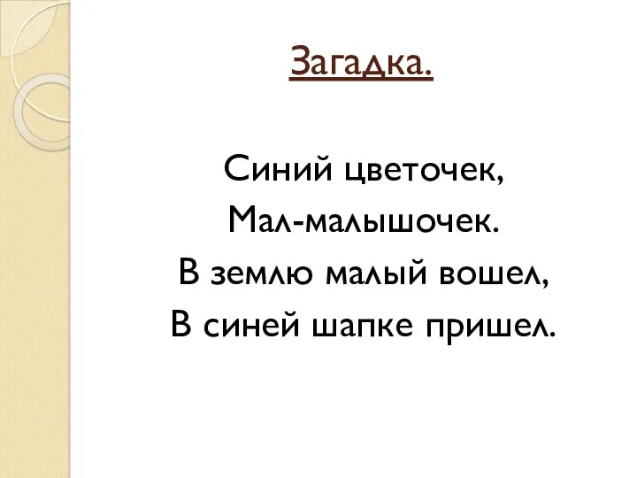 Загадка. Синий цветочек, Мал-малышочек. В землю малый вошел, В синей шапке пришел.