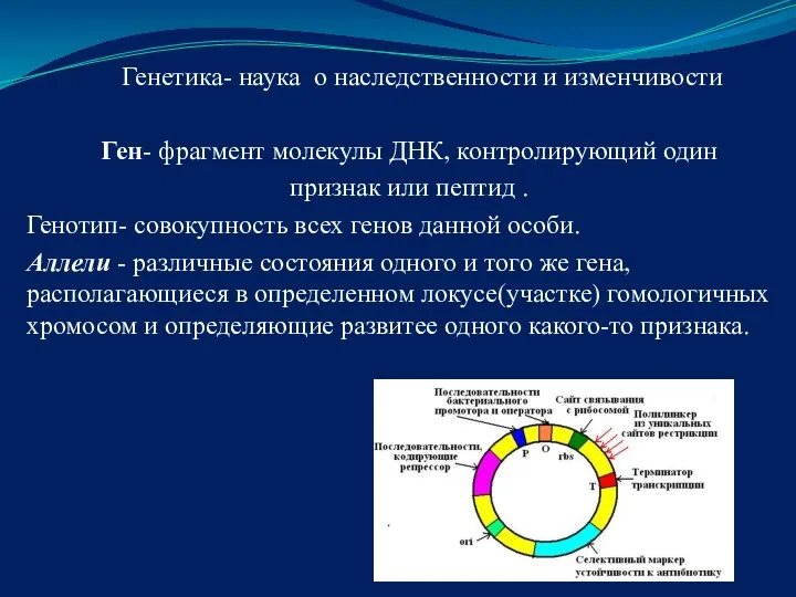 Генетика- наука о наследственности и изменчивости Ген- фрагмент молекулы ДНК,