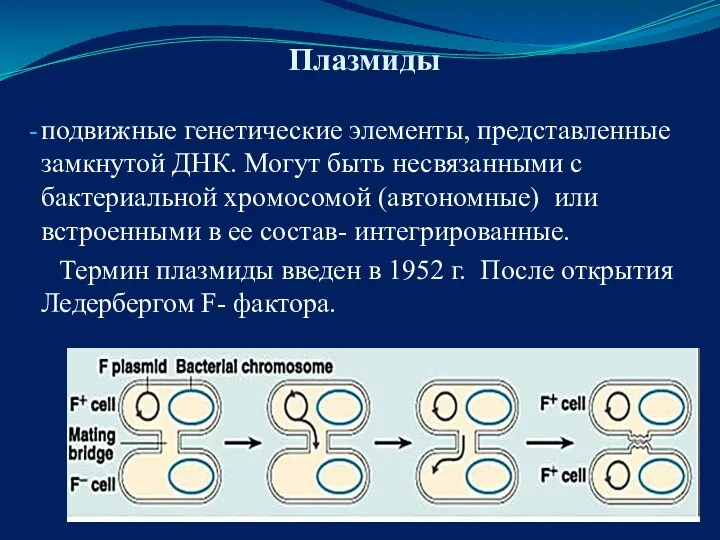 Плазмиды подвижные генетические элементы, представленные замкнутой ДНК. Могут быть несвязанными