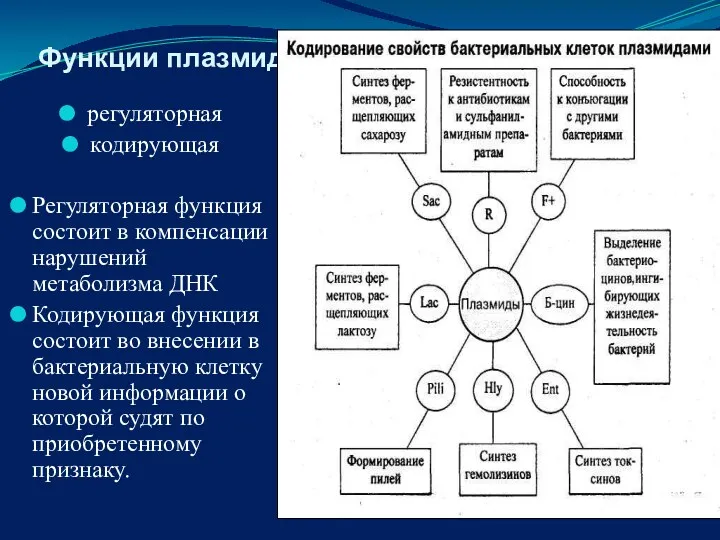 Функции плазмид регуляторная кодирующая Регуляторная функция состоит в компенсации нарушений