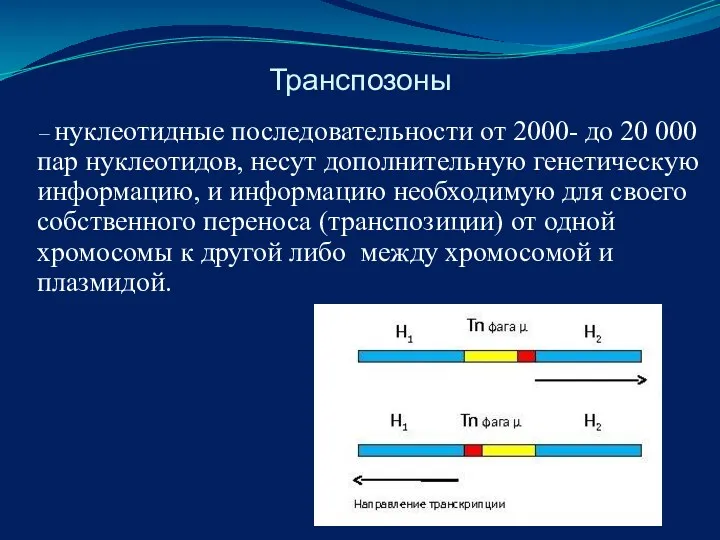 Транспозоны – нуклеотидные последовательности от 2000- до 20 000 пар