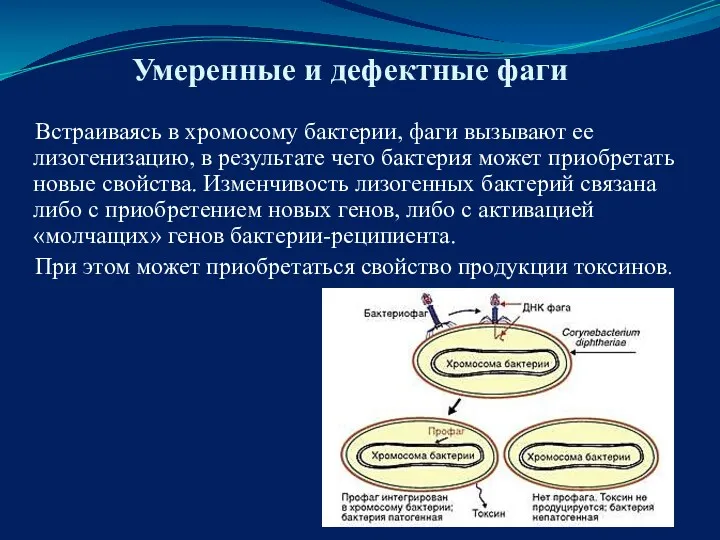 Умеренные и дефектные фаги Встраиваясь в хромосому бактерии, фаги вызывают