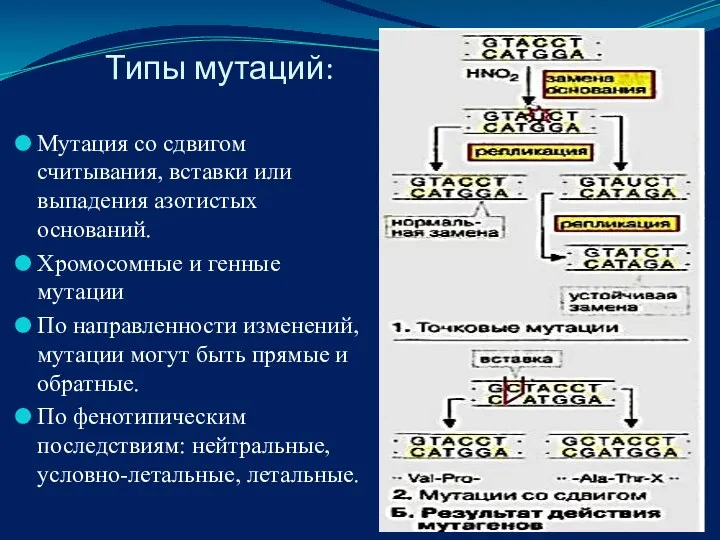 Типы мутаций: Мутация со сдвигом считывания, вставки или выпадения азотистых