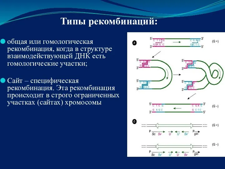 общая или гомологическая рекомбинация, когда в структуре взаимодействующей ДНК есть