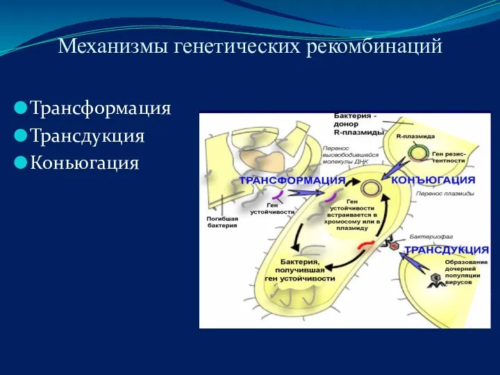 Механизмы генетических рекомбинаций Трансформация Трансдукция Коньюгация