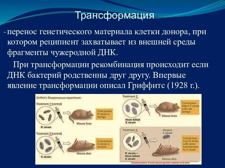 Трансформация перенос генетического материала клетки донора, при котором реципиент захватывает