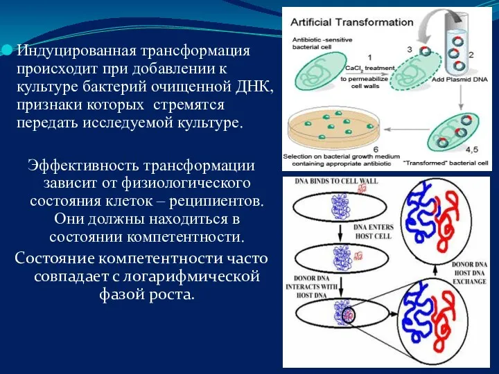 Индуцированная трансформация происходит при добавлении к культуре бактерий очищенной ДНК,