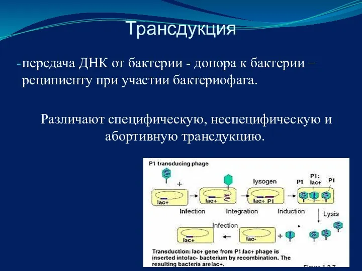 Трансдукция передача ДНК от бактерии - донора к бактерии –