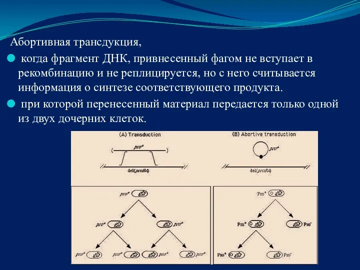 Абортивная трансдукция, когда фрагмент ДНК, привнесенный фагом не вступает в