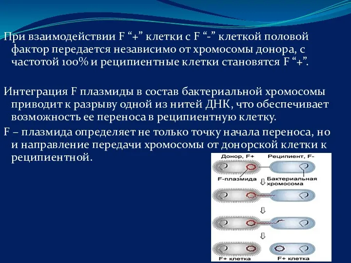 При взаимодействии F “+” клетки с F “-” клеткой половой