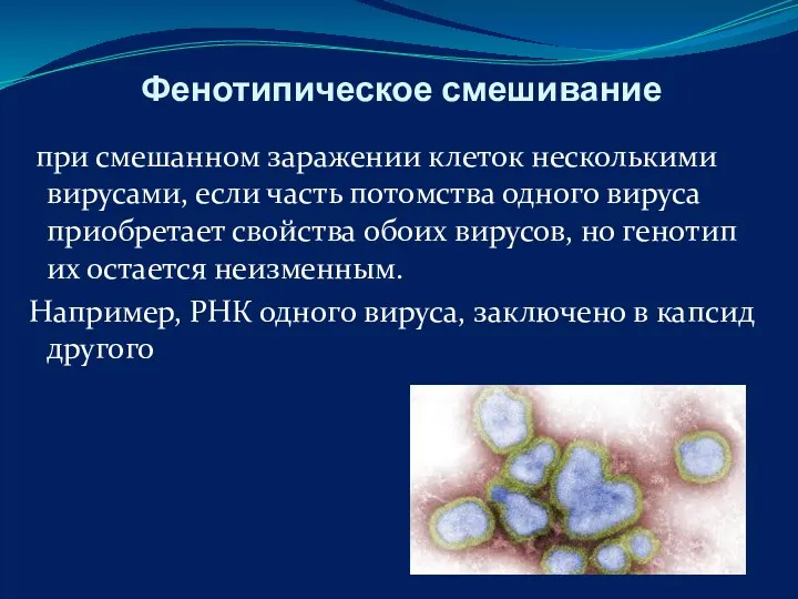 Фенотипическое смешивание при смешанном заражении клеток несколькими вирусами, если часть