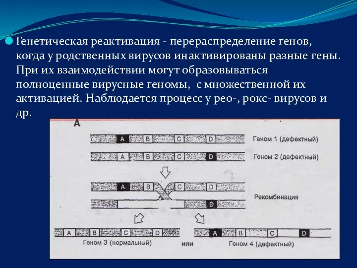 Генетическая реактивация - перераспределение генов, когда у родственных вирусов инактивированы