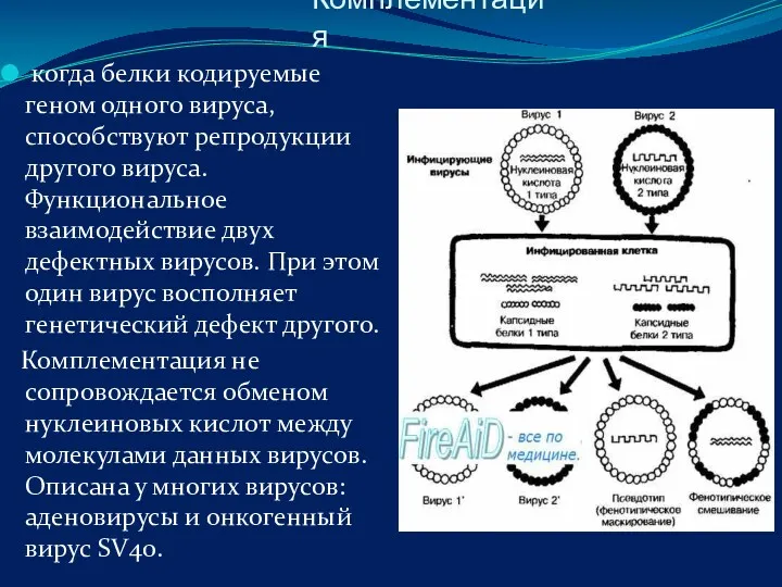 Комплементация когда белки кодируемые геном одного вируса, способствуют репродукции другого