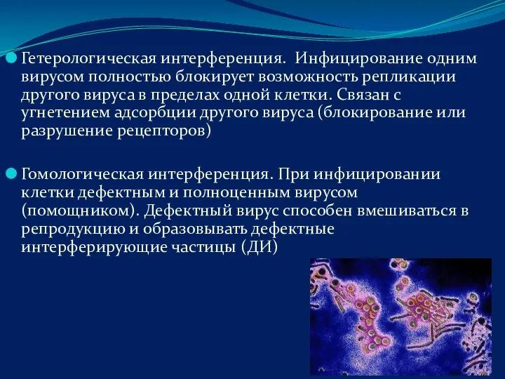 Гетерологическая интерференция. Инфицирование одним вирусом полностью блокирует возможность репликации другого