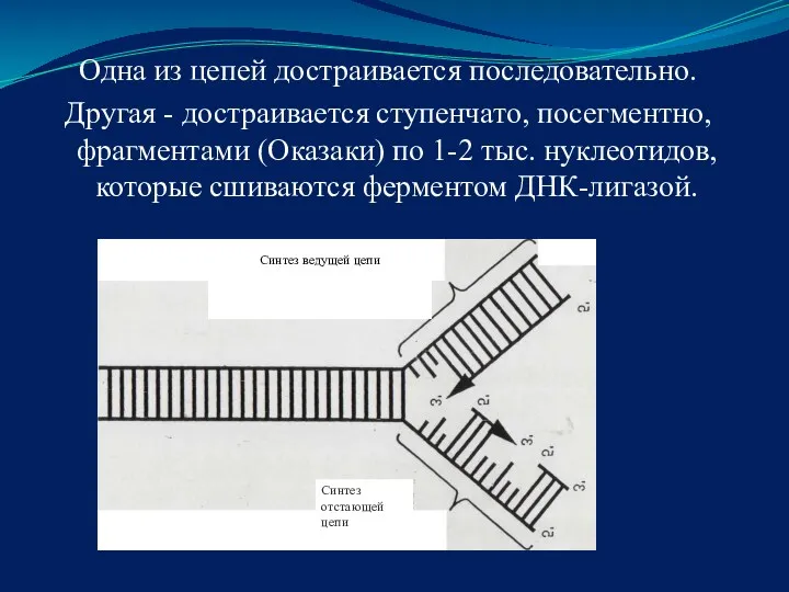 Одна из цепей достраивается последовательно. Другая - достраивается ступенчато, посегментно,