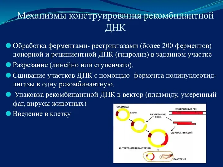 Механизмы конструирования рекомбинантной ДНК Обработка ферментами- рестриктазами (более 200 ферментов)