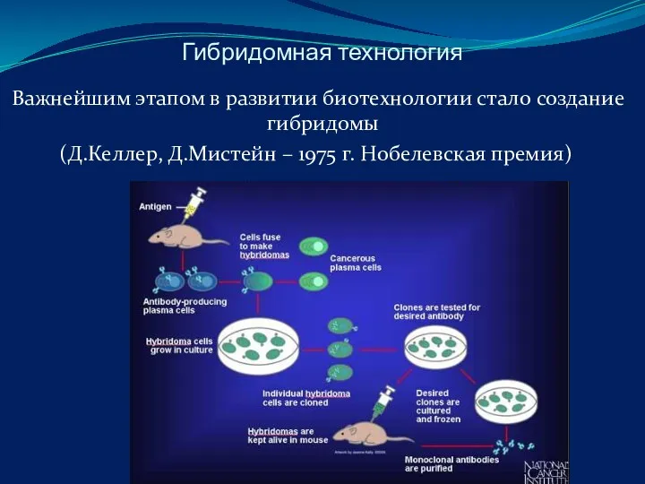 Гибридомная технология Важнейшим этапом в развитии биотехнологии стало создание гибридомы