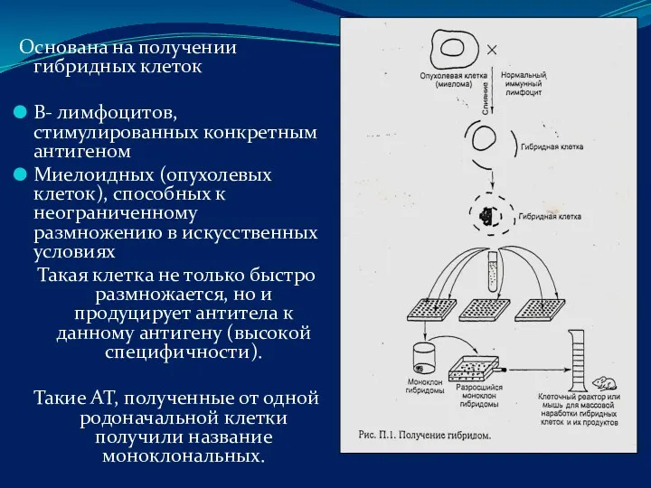 Основана на получении гибридных клеток В- лимфоцитов, стимулированных конкретным антигеном